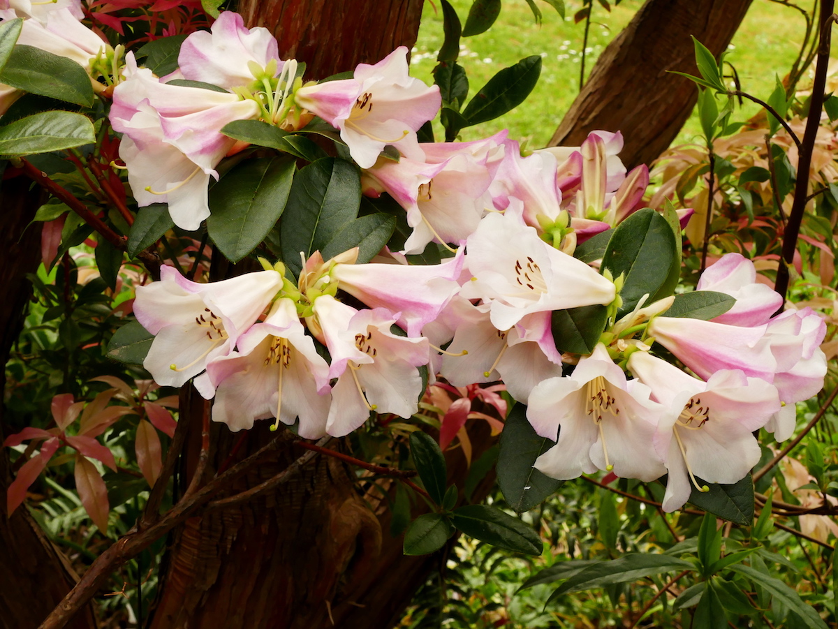 Countess of Haddington